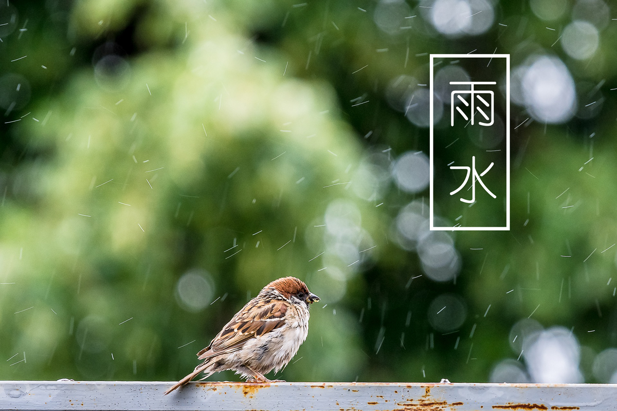 雨水 | 水、蛇、鸭、花均有所行动了