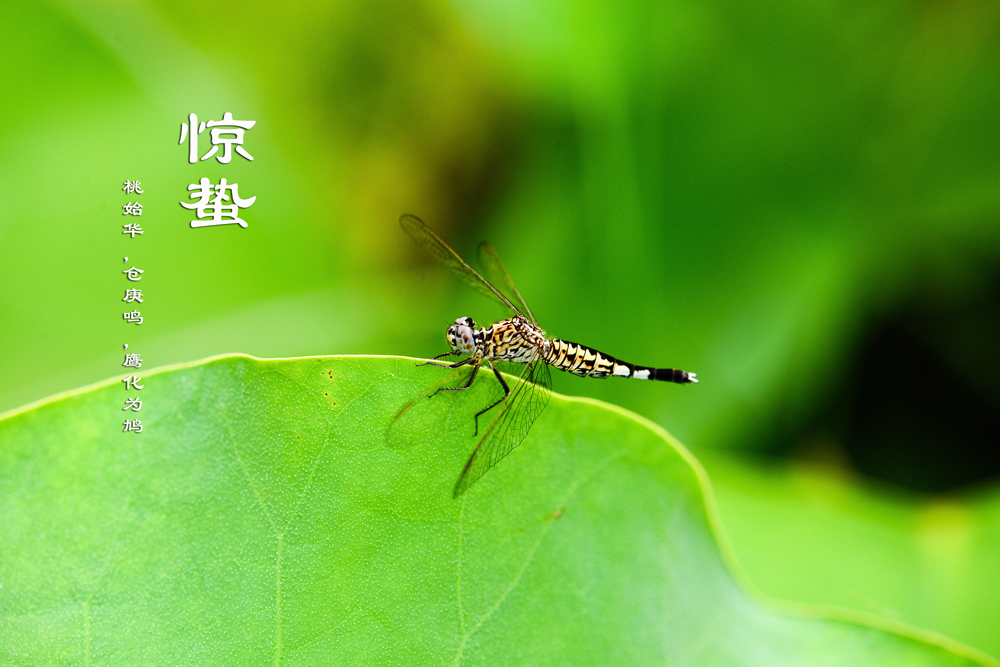 惊蛰 | 妙！惊天一声雷，百虫狂出没