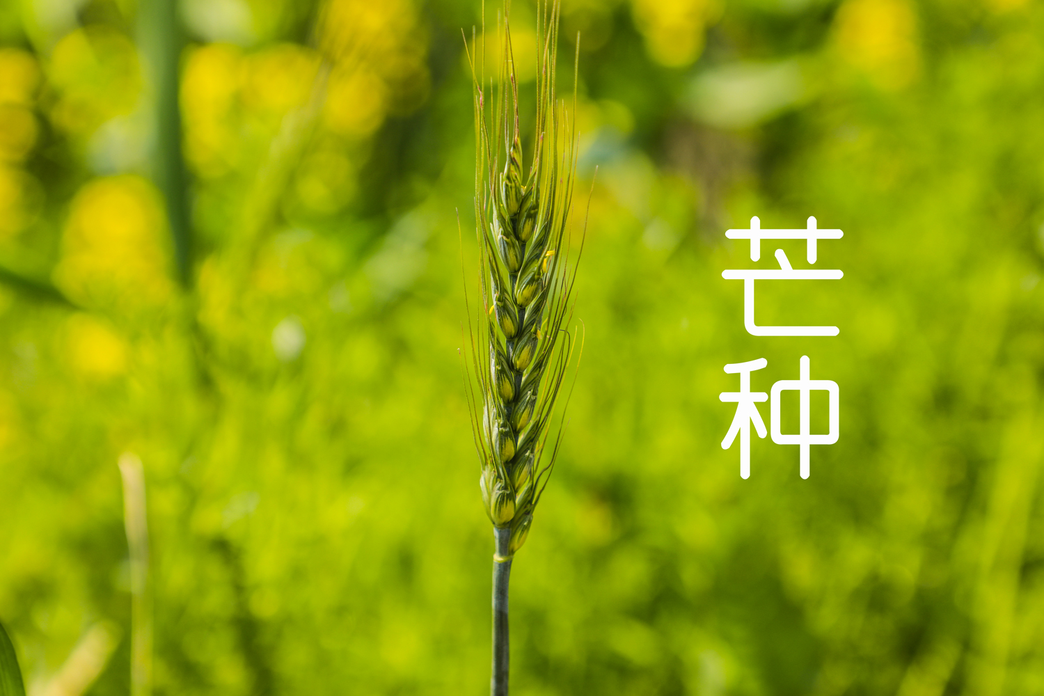 芒种 |  仲夏开始，芒谷可收，注意“降火”