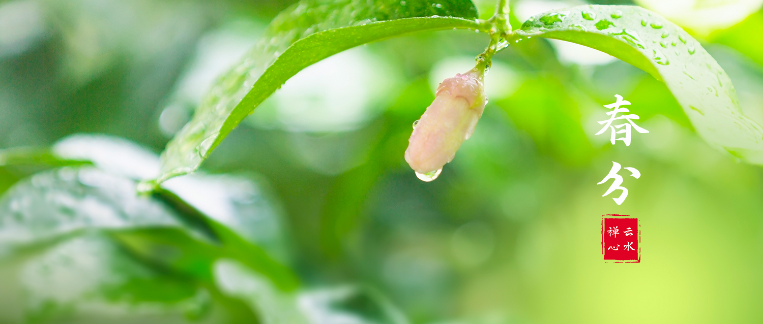 春分 | 轻风细雨，惜花天气，相次过春分