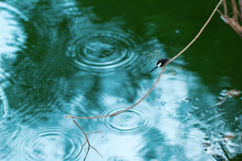 雨水 | 迷濛春雨、丝丝牵动心情